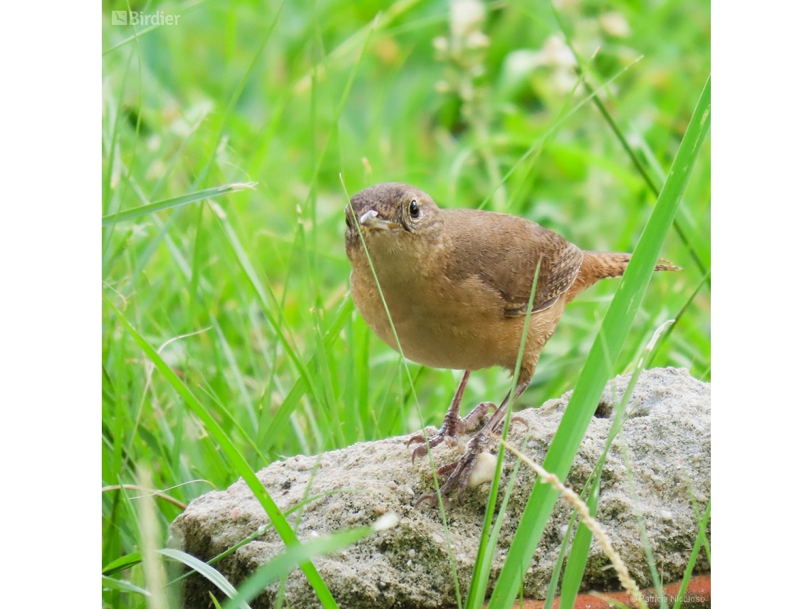 Troglodytes musculus