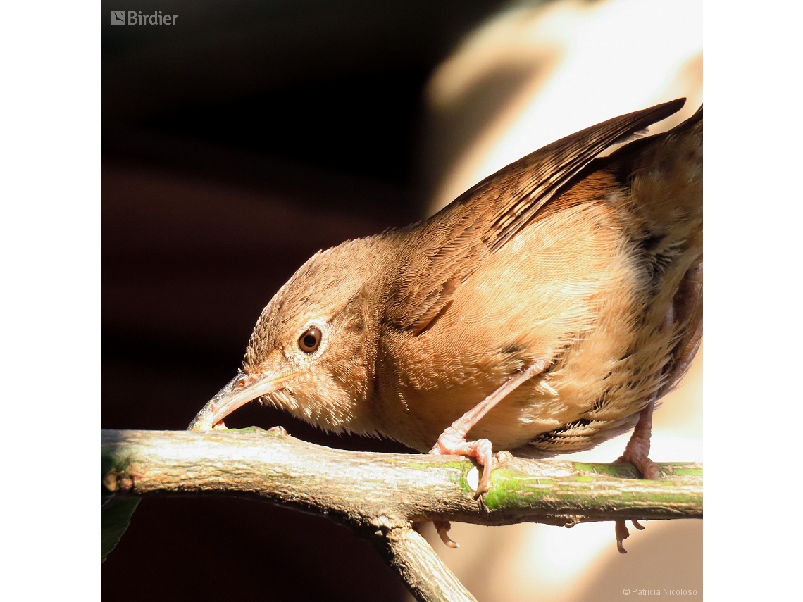 Troglodytes musculus