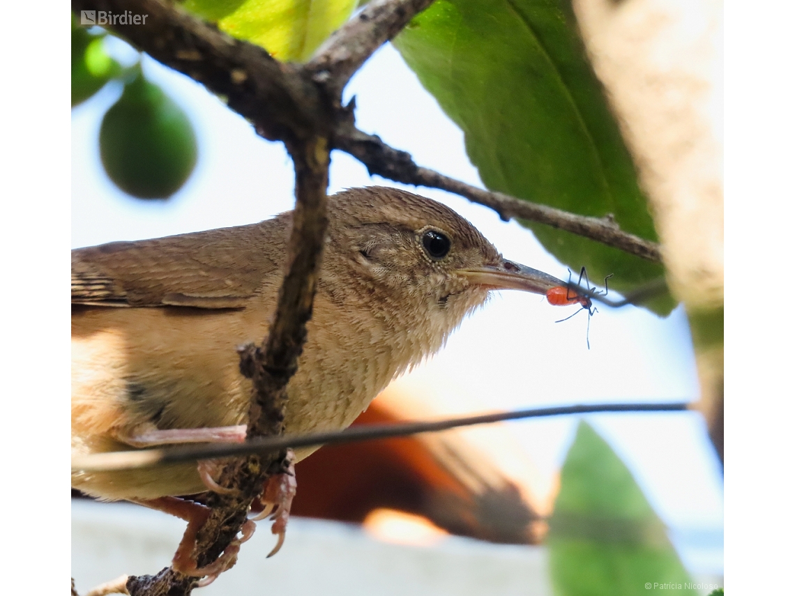 Troglodytes musculus