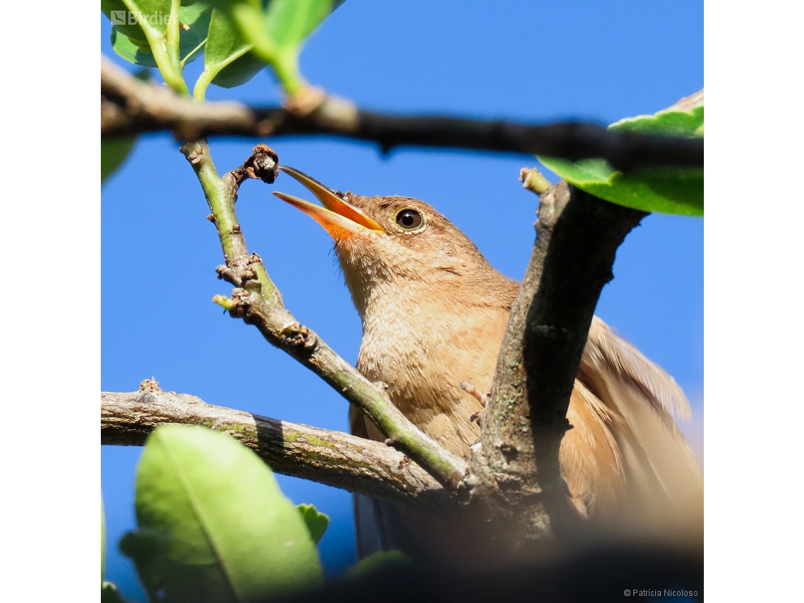 Troglodytes musculus