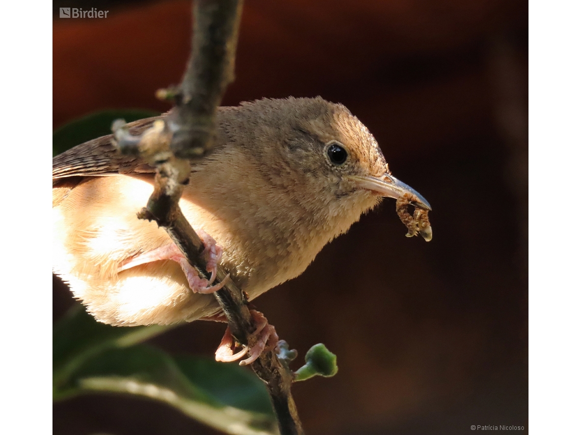 Troglodytes musculus