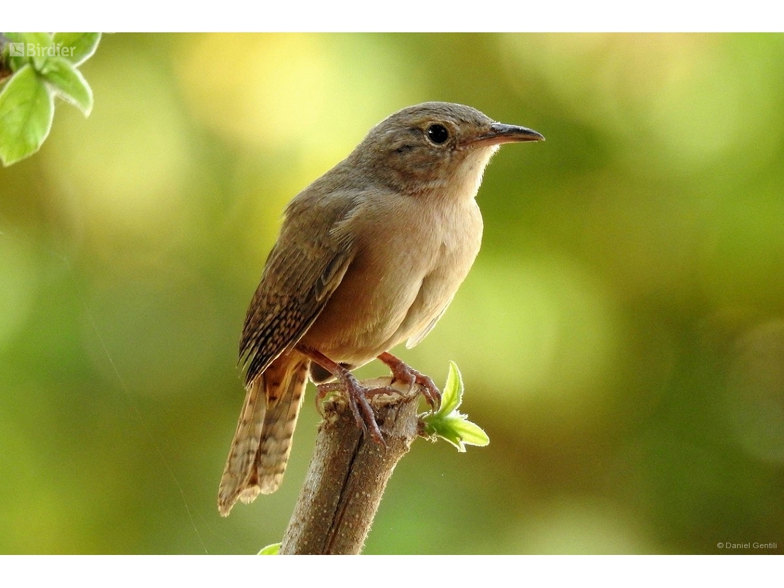 Troglodytes musculus