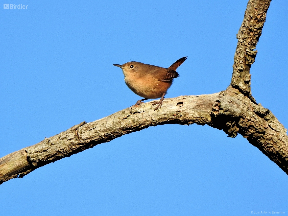 Troglodytes musculus