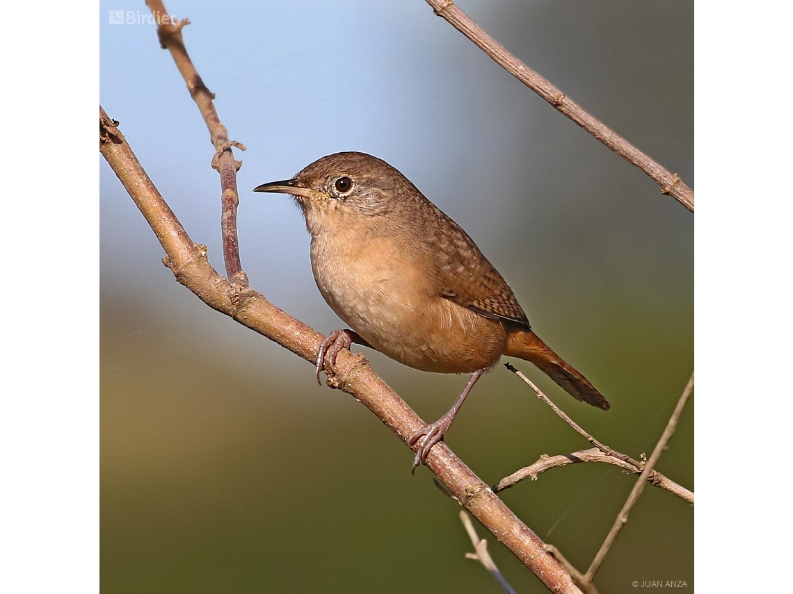 Troglodytes musculus