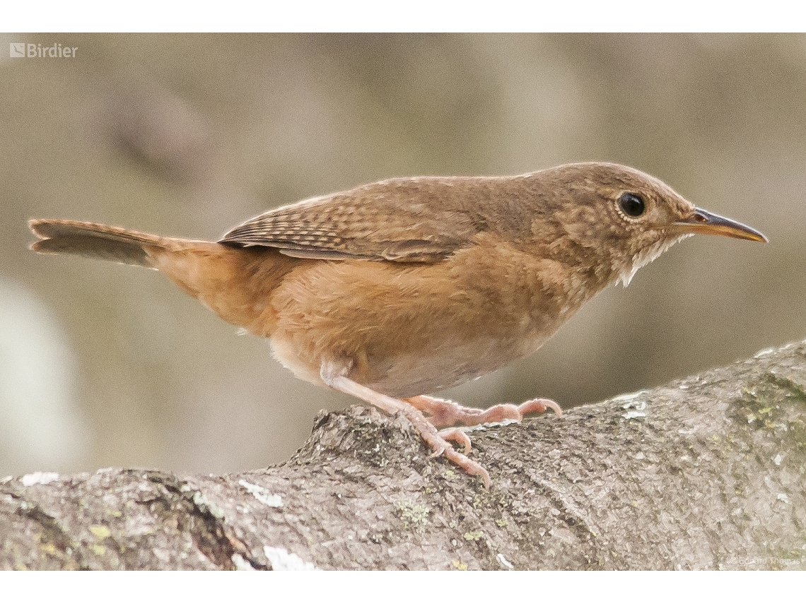 Troglodytes musculus