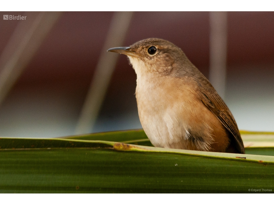 Troglodytes musculus