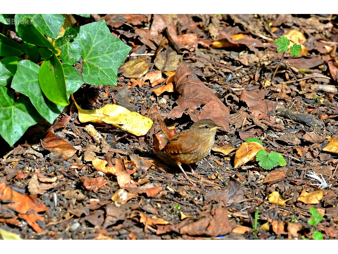 Troglodytes troglodytes