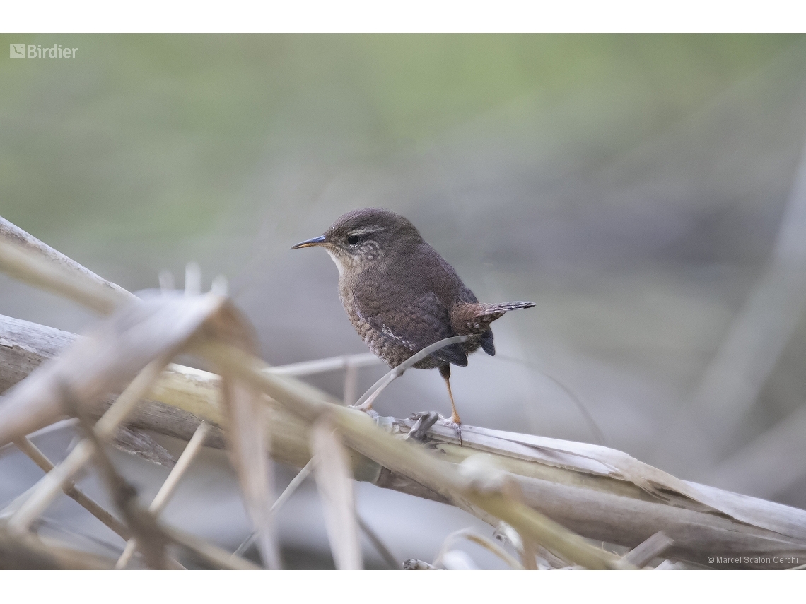 Troglodytes troglodytes