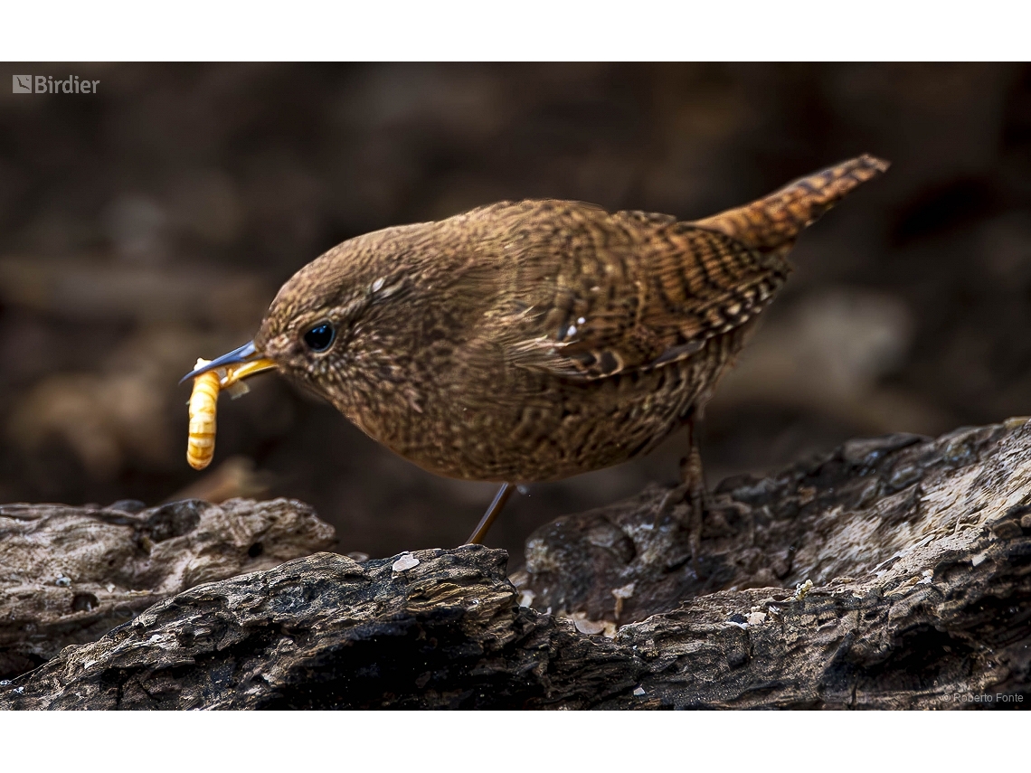 Troglodytes troglodytes