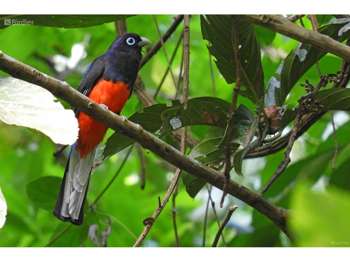 Trogon bairdii