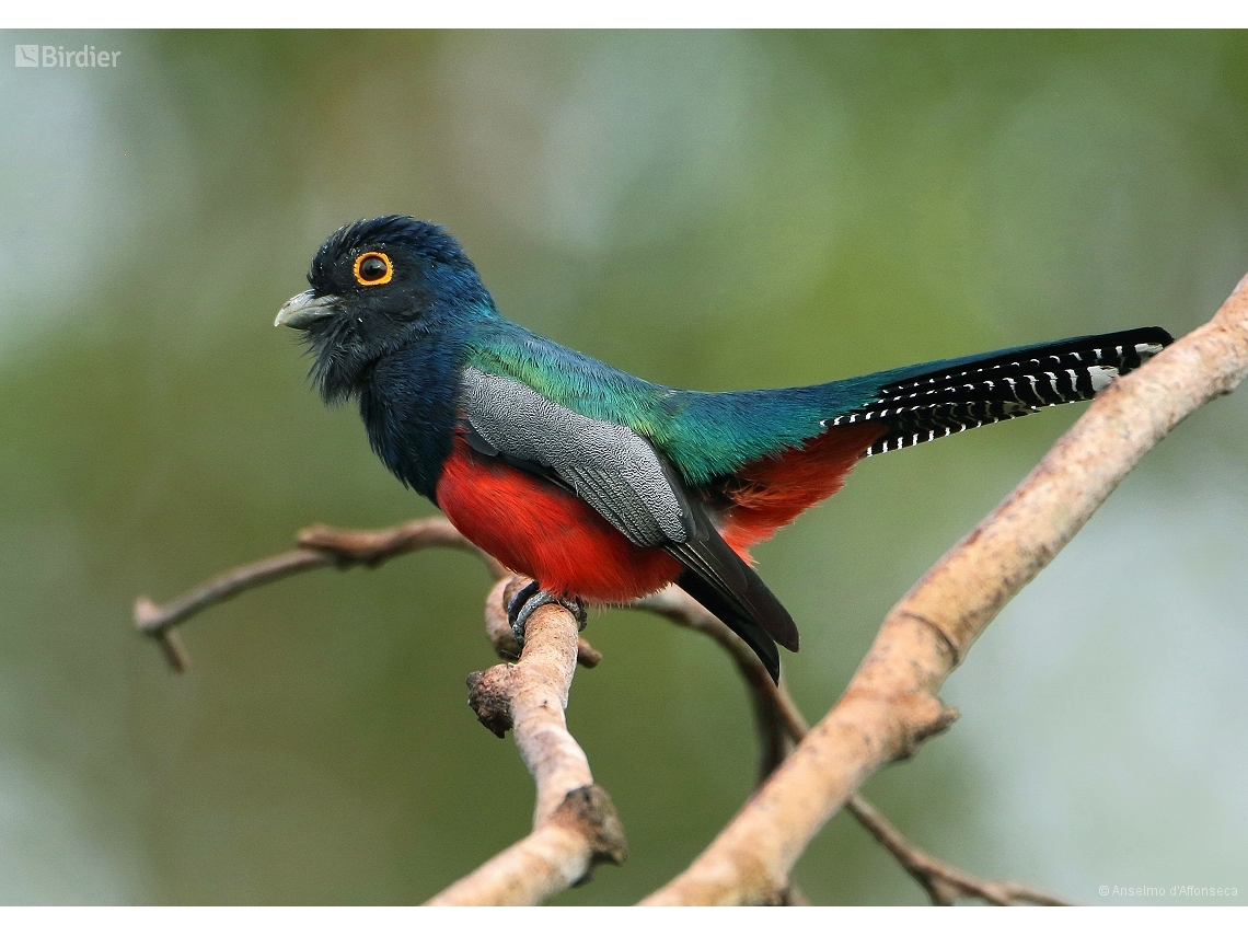 Trogon curucui