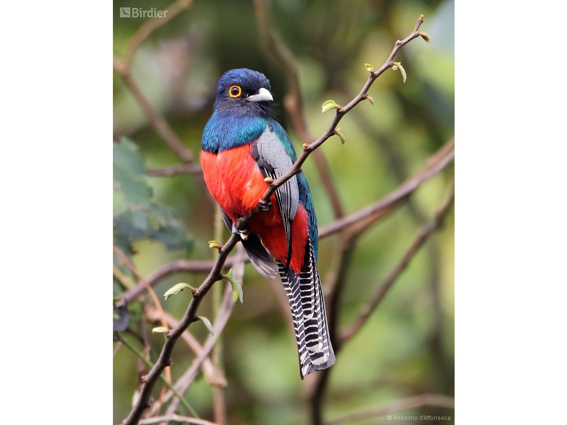 Trogon curucui