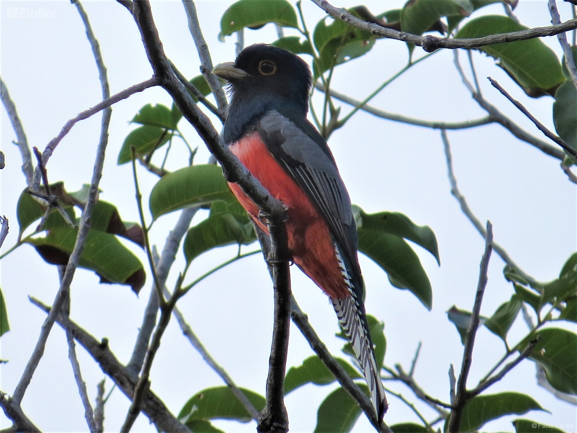 Trogon curucui