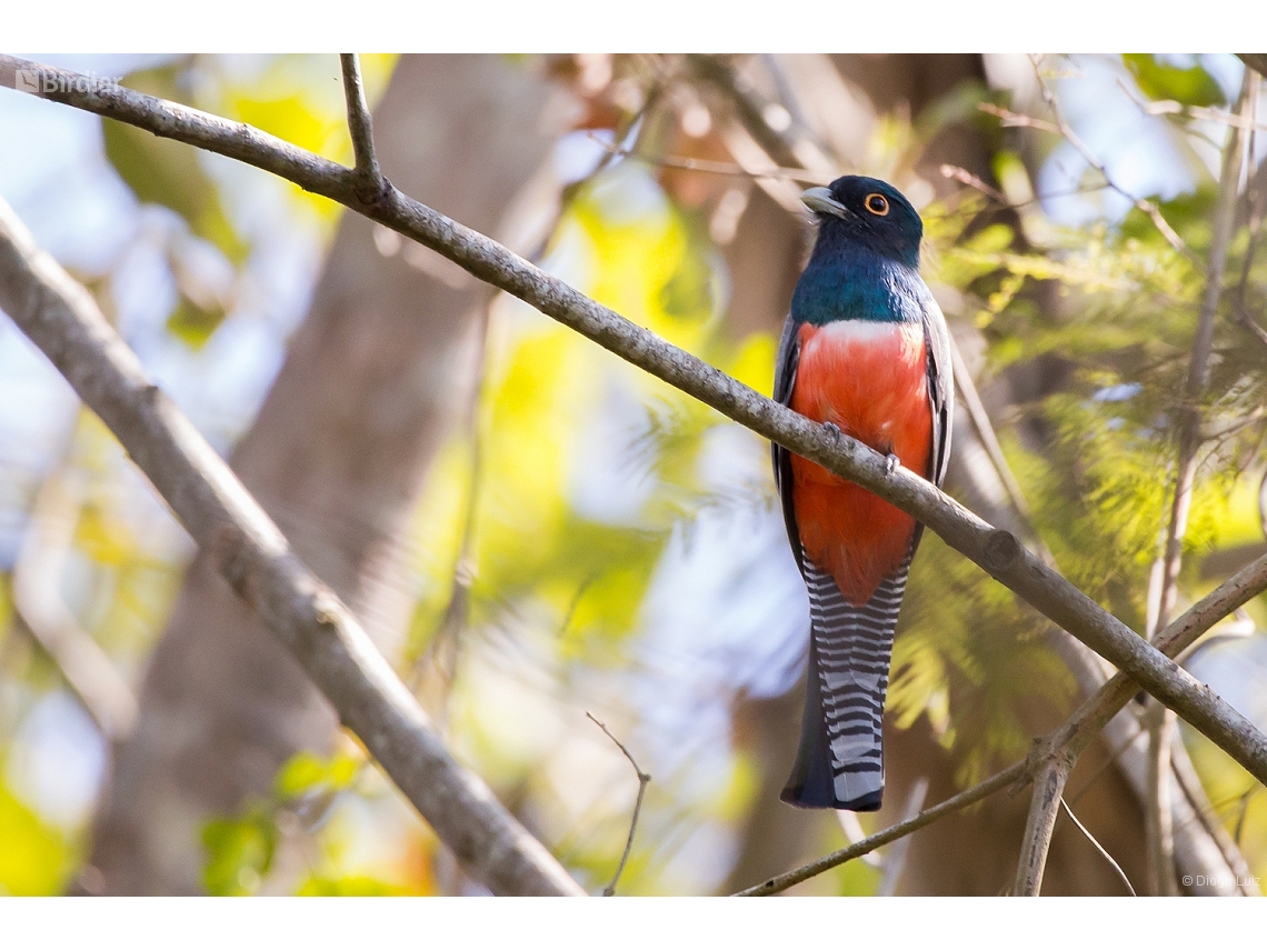 Trogon curucui
