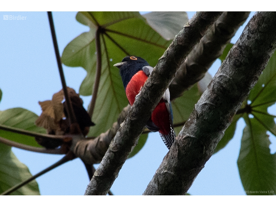 Trogon curucui