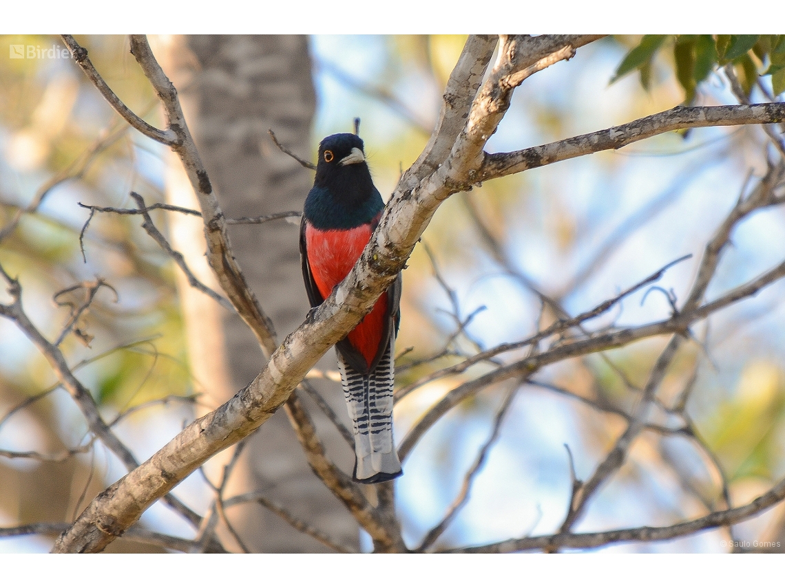 Trogon curucui