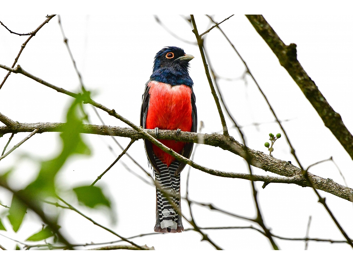 Trogon curucui