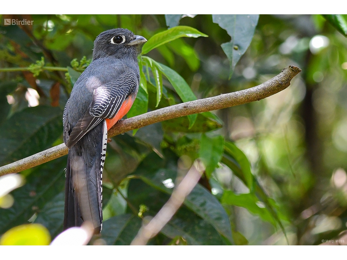 Trogon curucui
