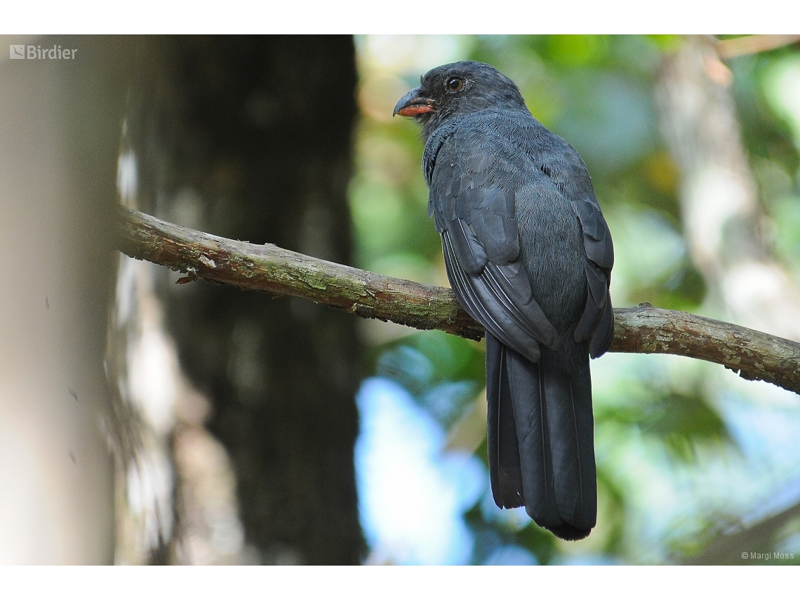 Trogon massena