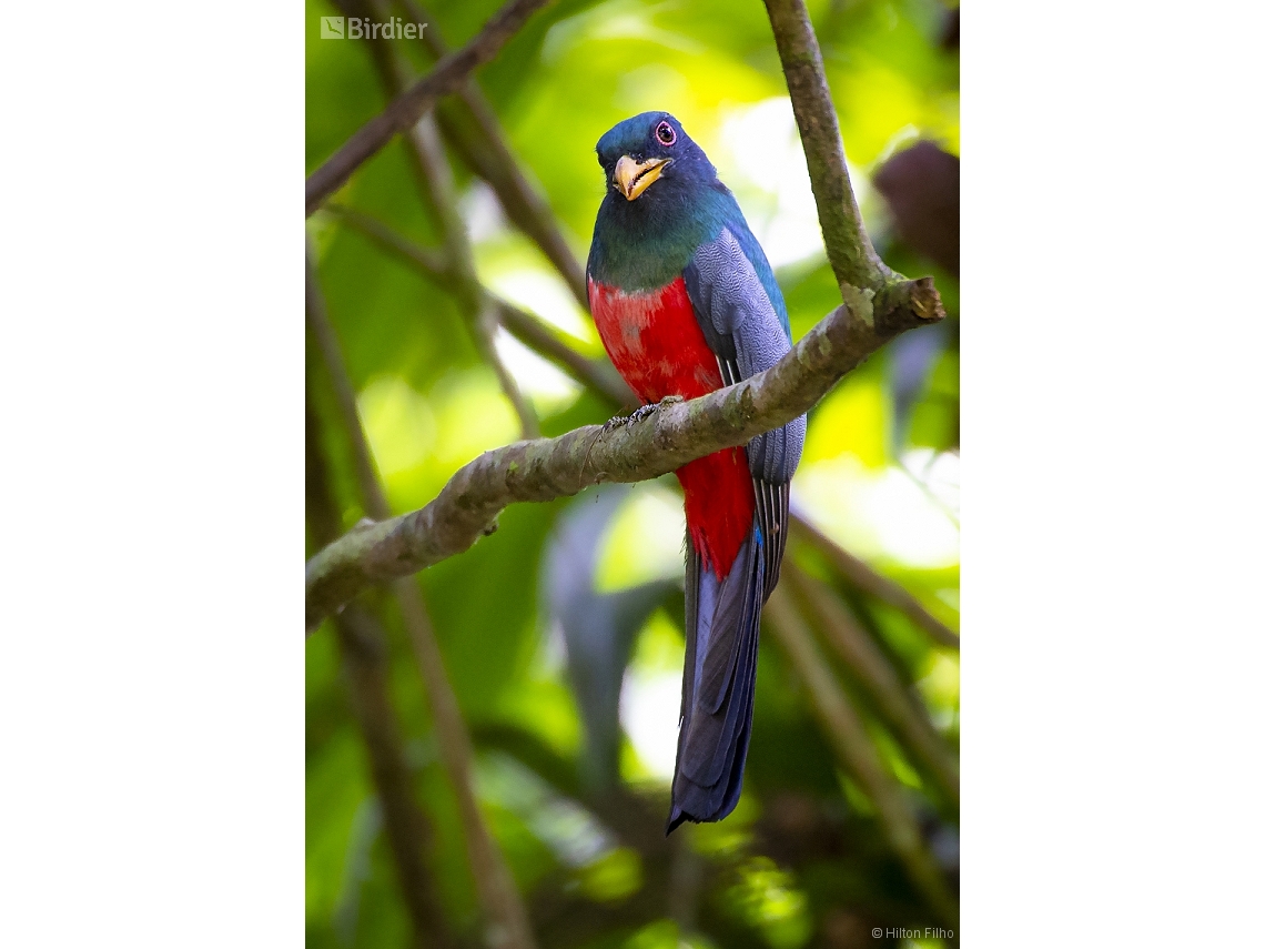 Trogon melanurus