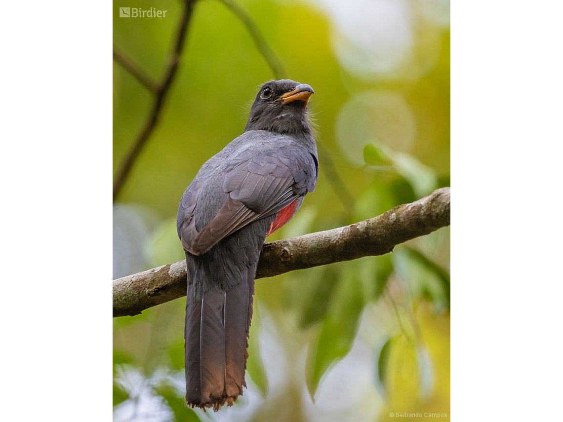 Trogon melanurus