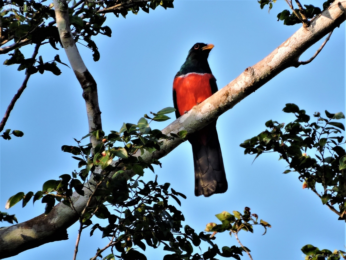 Trogon melanurus