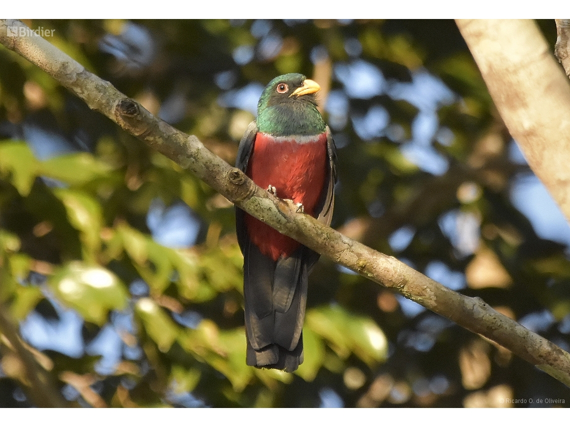 Trogon melanurus