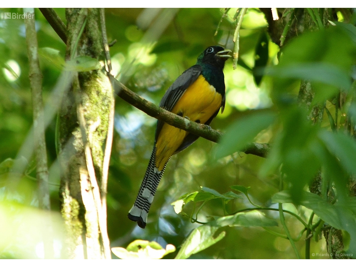 Trogon chrysochloros