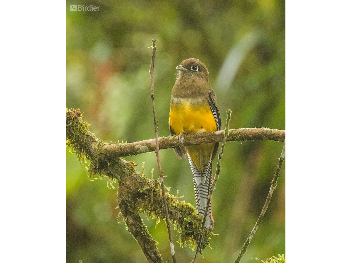 Trogon chrysochloros