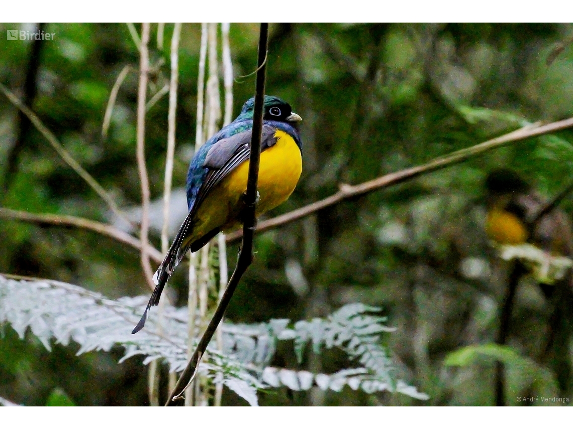 Trogon chrysochloros