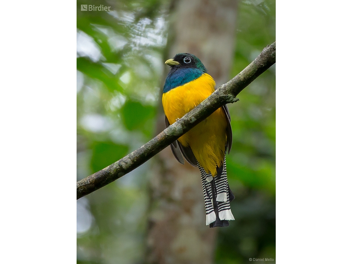 Trogon chrysochloros