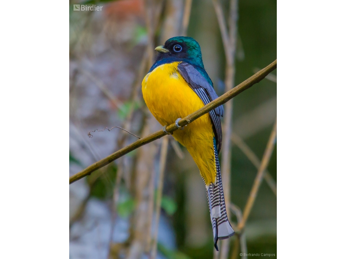 Trogon chrysochloros