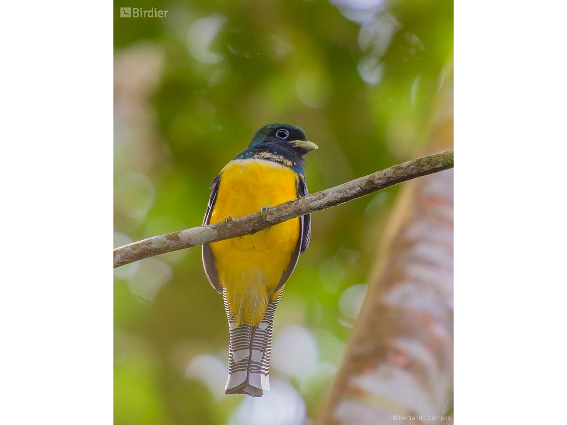 Trogon chrysochloros