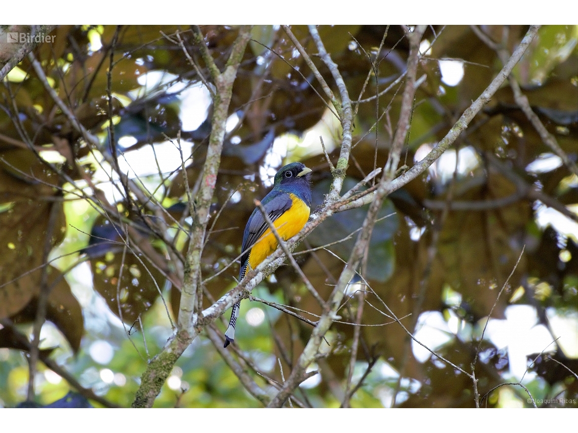 Trogon chrysochloros