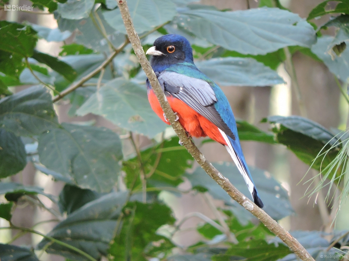 Trogon surrucura