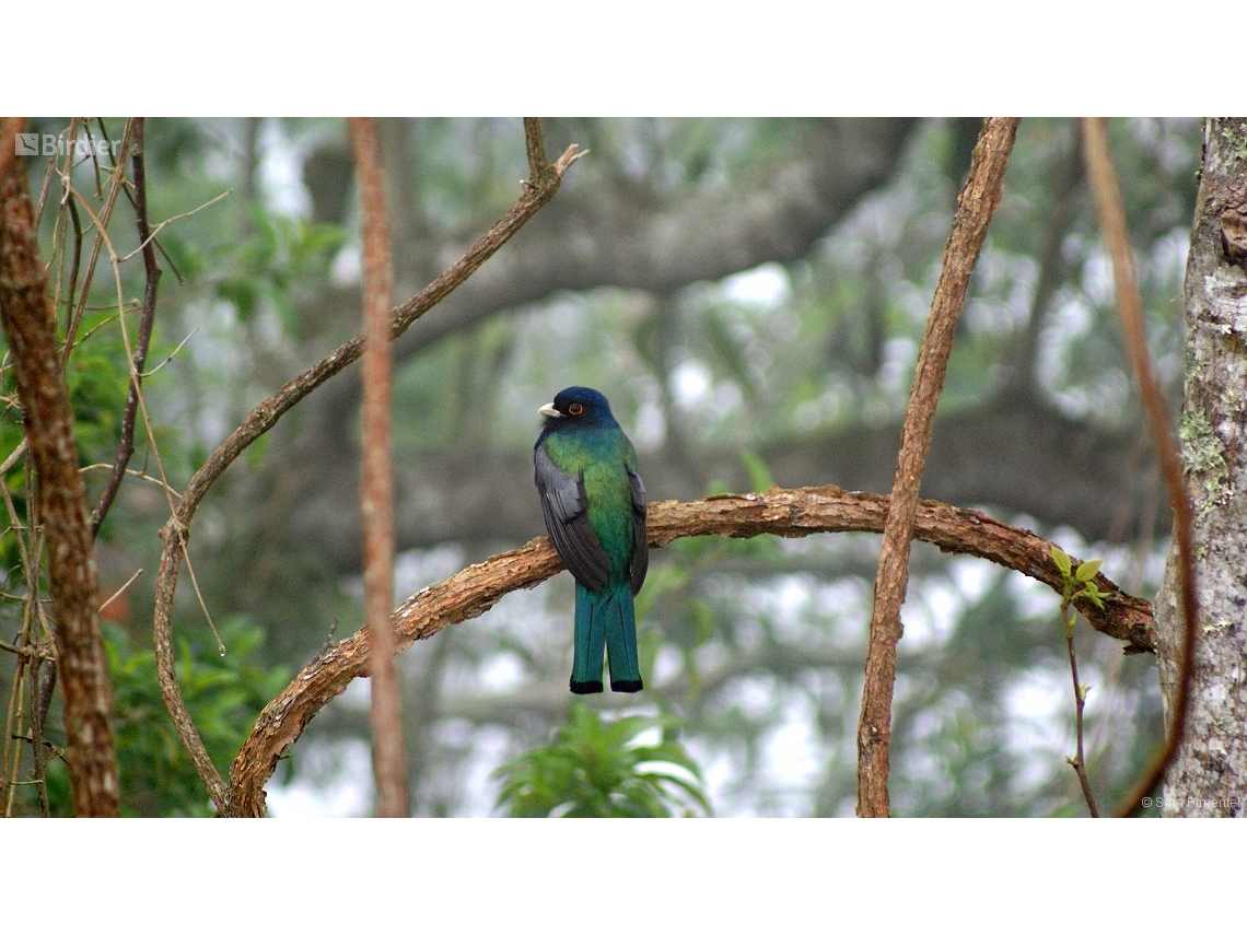 Trogon surrucura