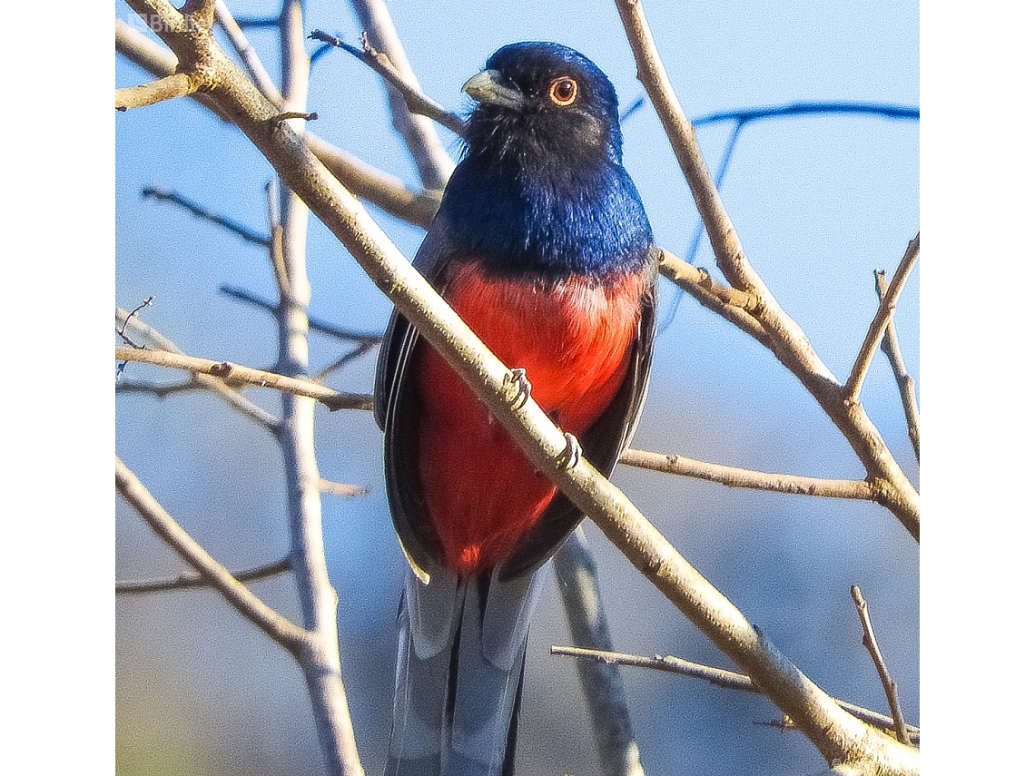 Trogon surrucura