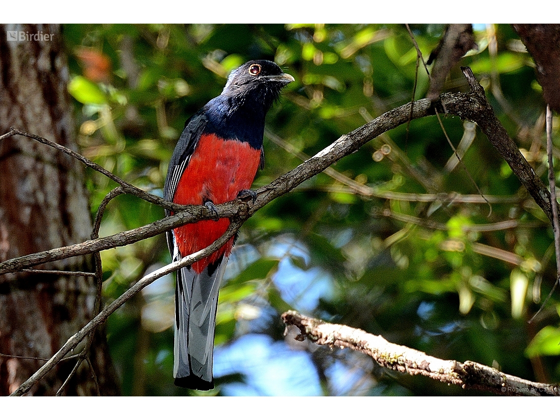 Trogon surrucura