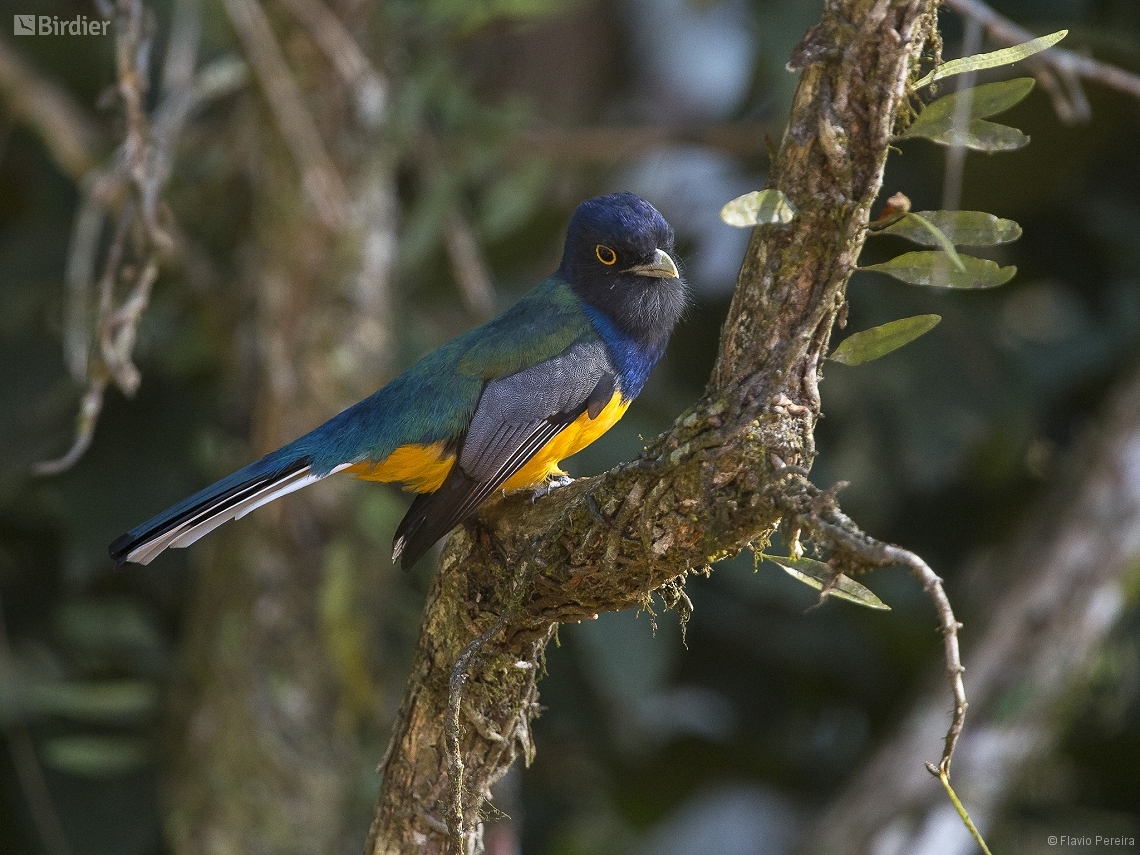 Trogon surrucura