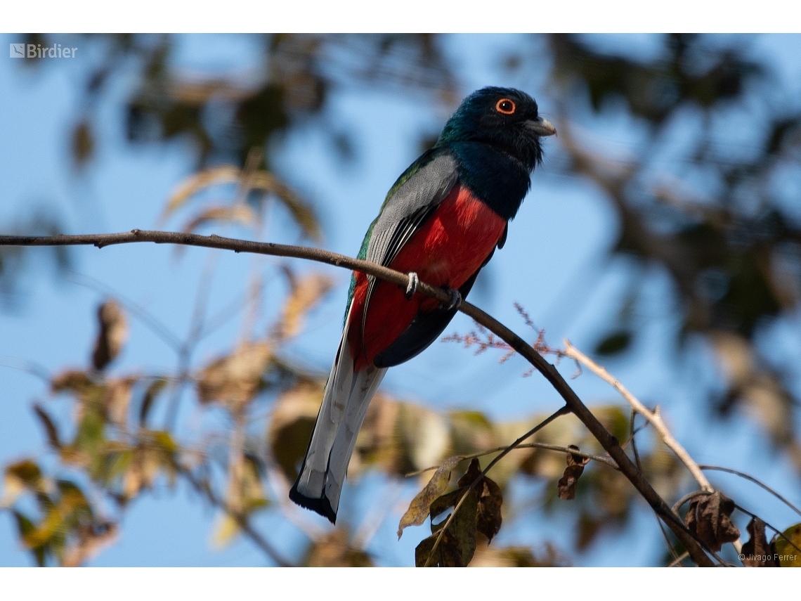 Trogon surrucura