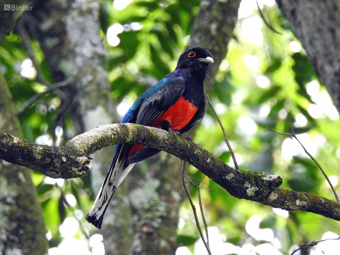 Trogon surrucura