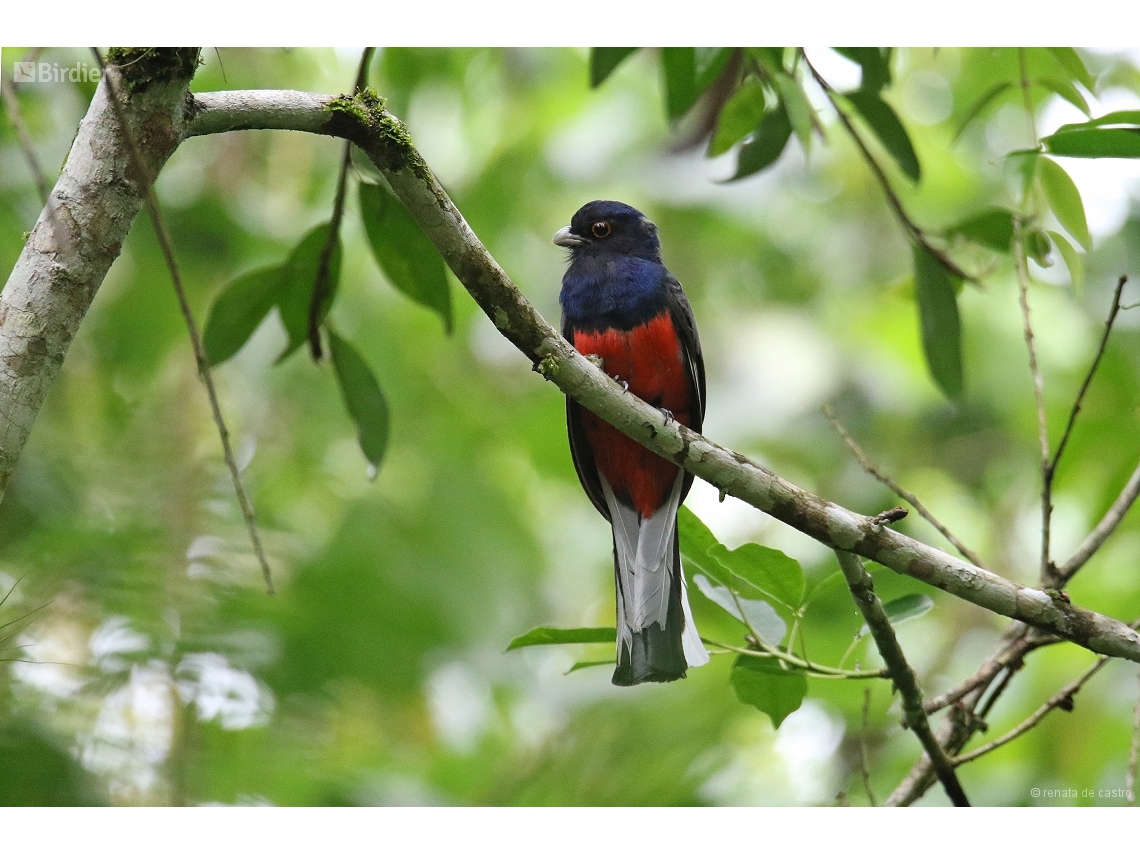 Trogon surrucura