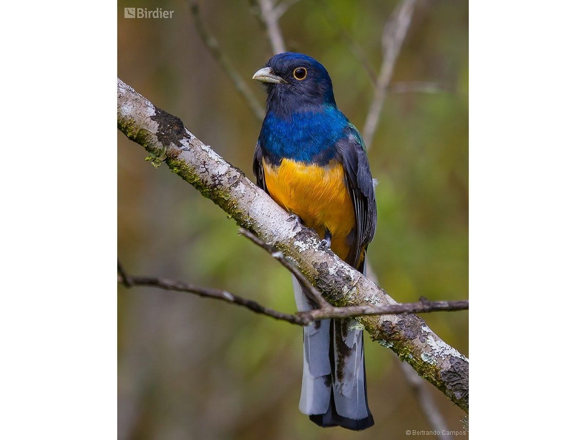 Trogon surrucura