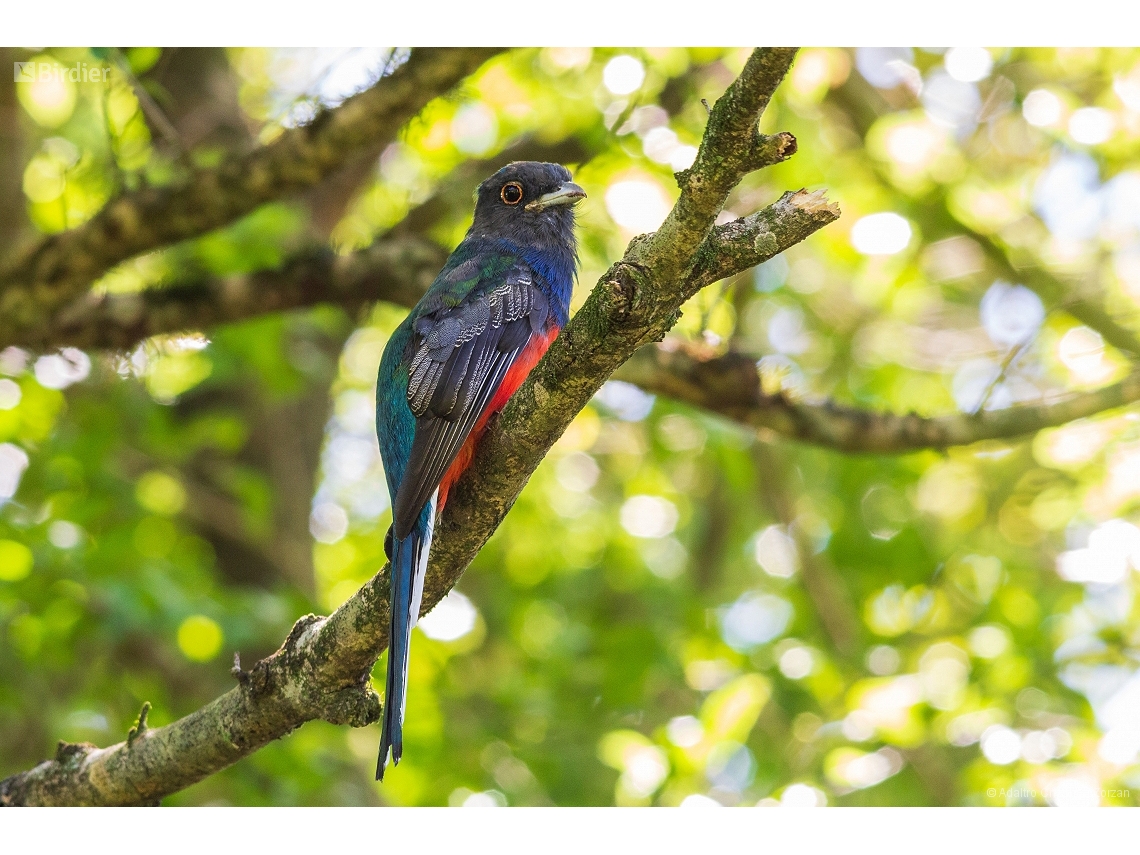 Trogon surrucura