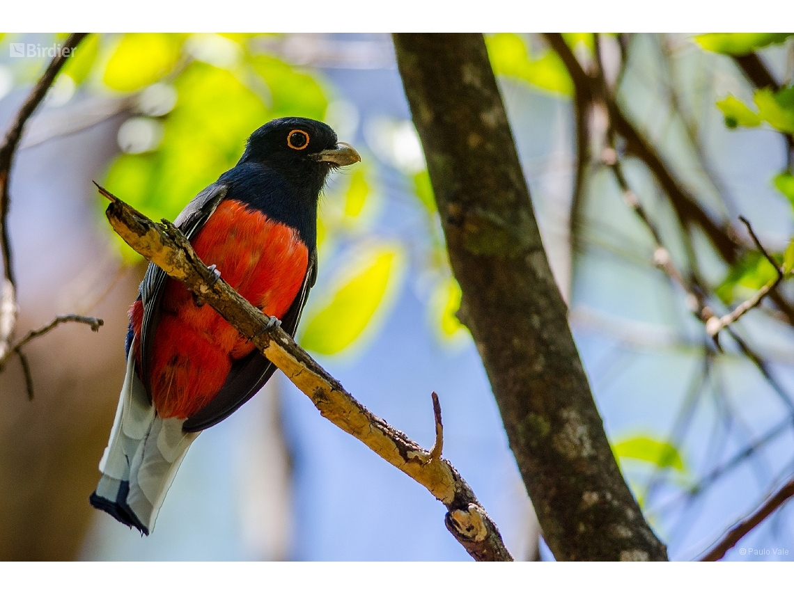 Trogon surrucura