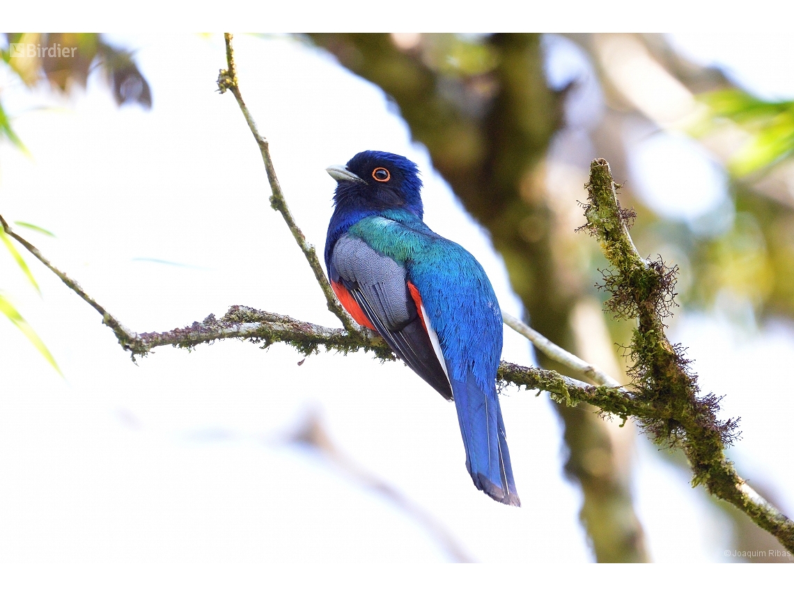 Trogon surrucura