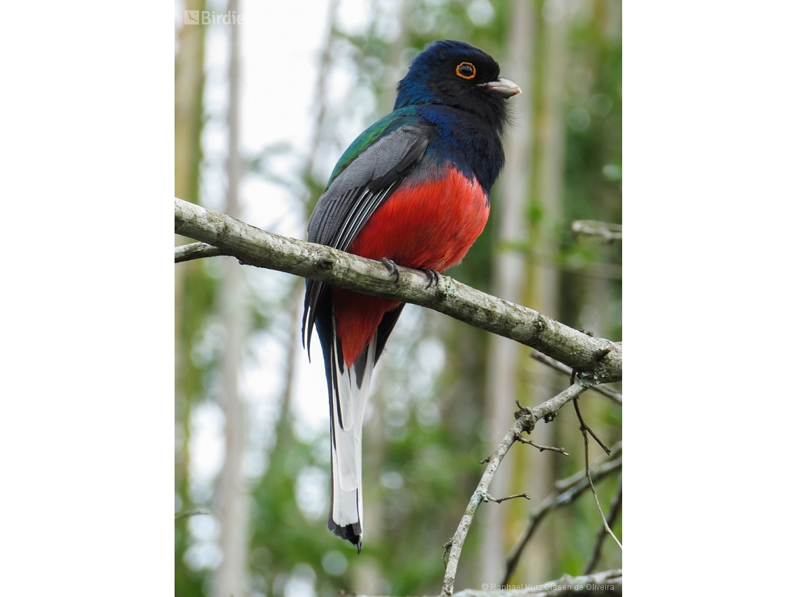Trogon surrucura