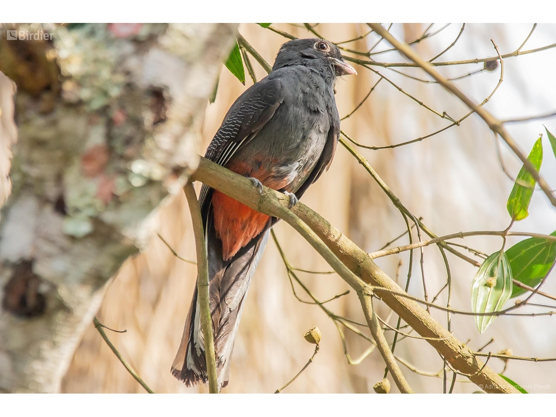 Trogon surrucura