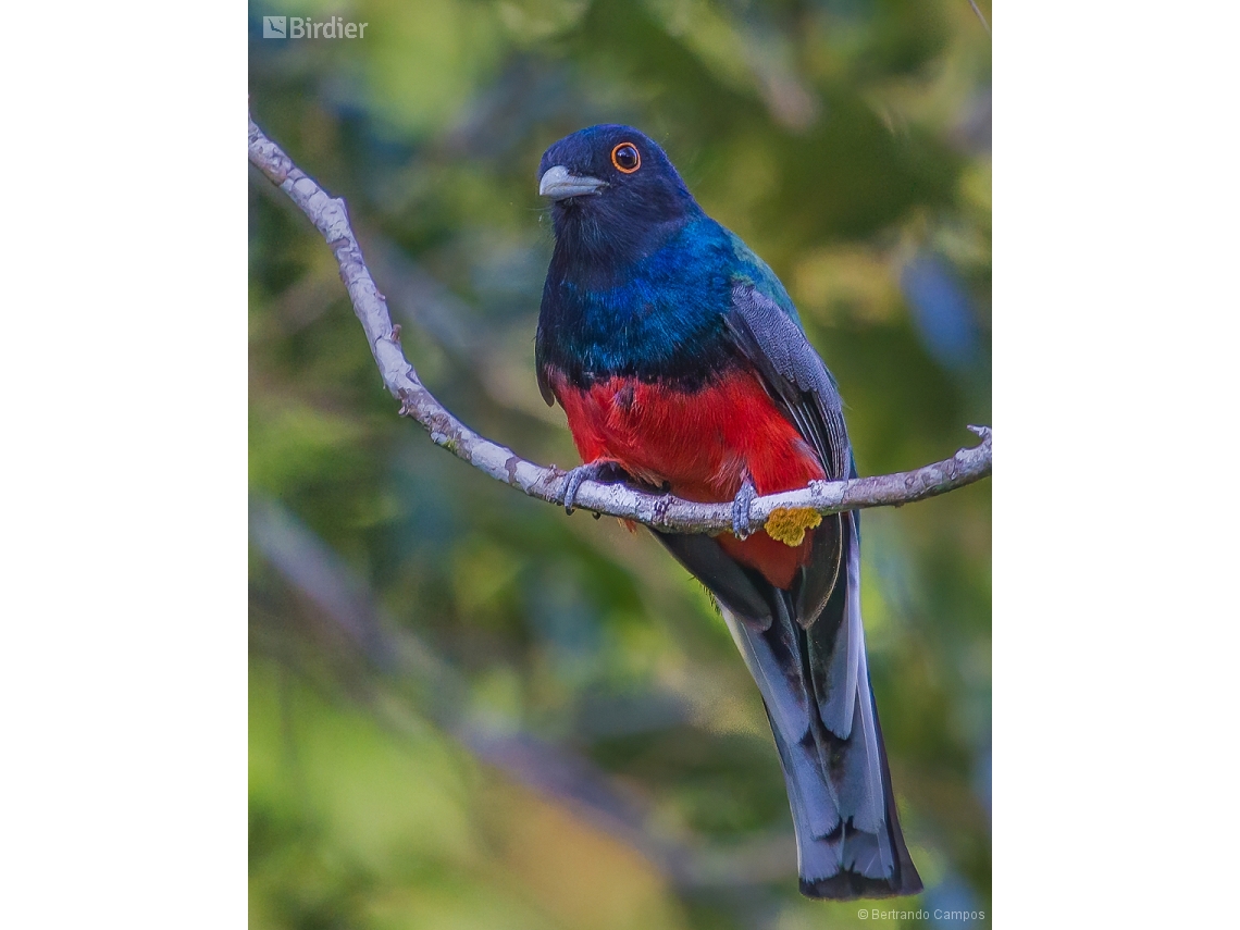 Trogon surrucura