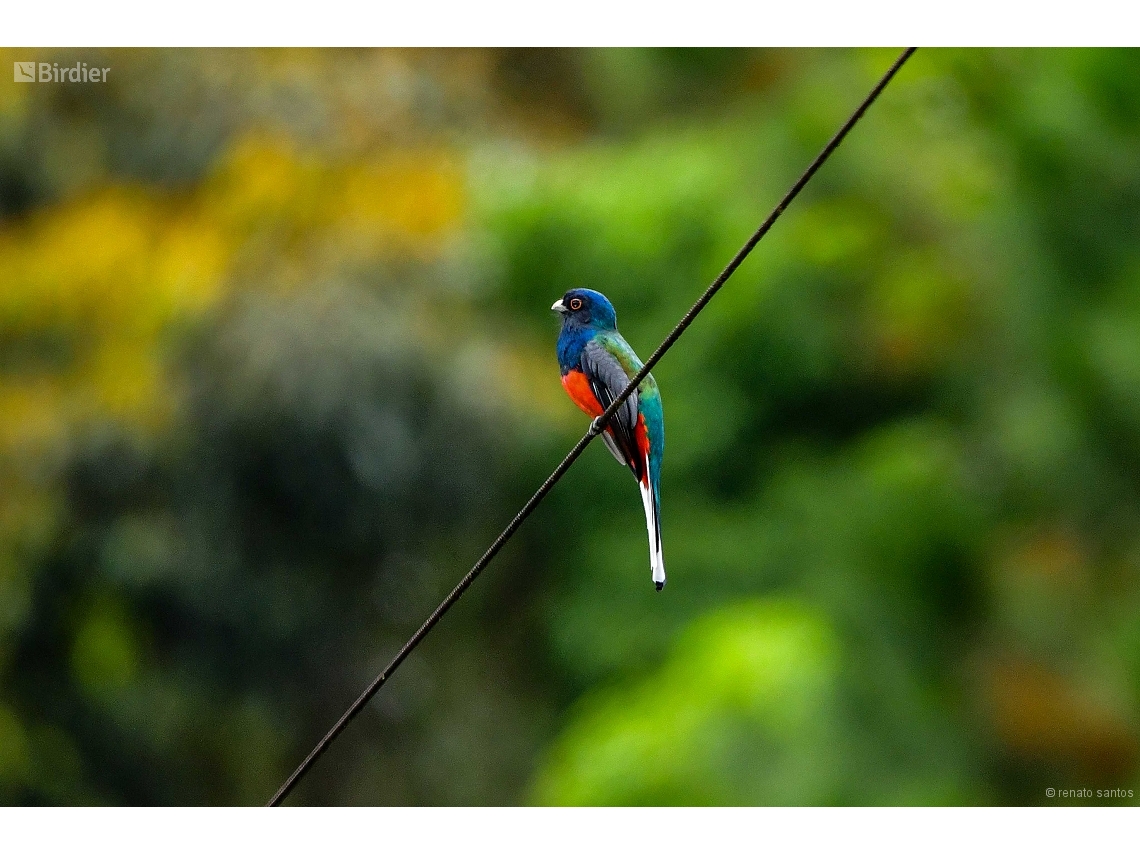 Trogon surrucura